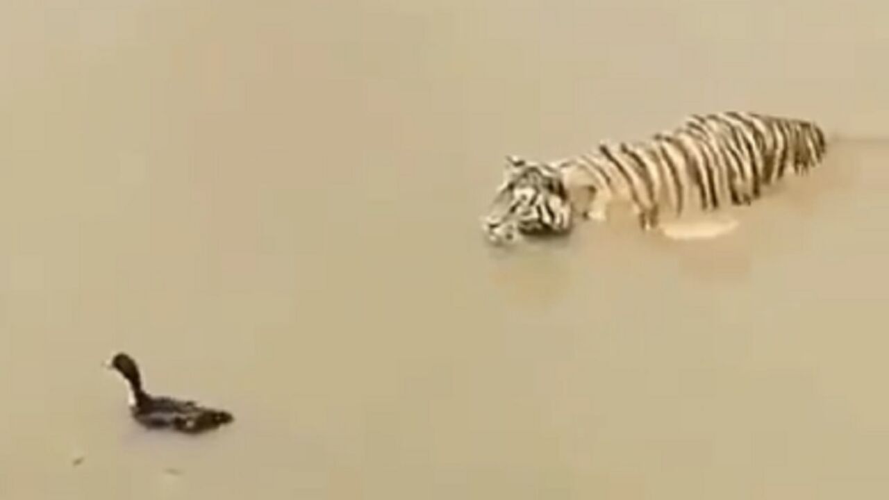 Patka i tigar