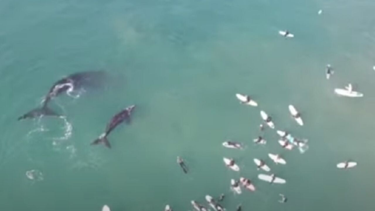 Kitovi i surferi
