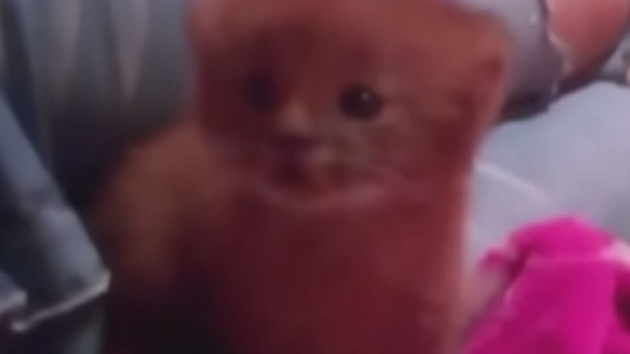 Mladunče pume