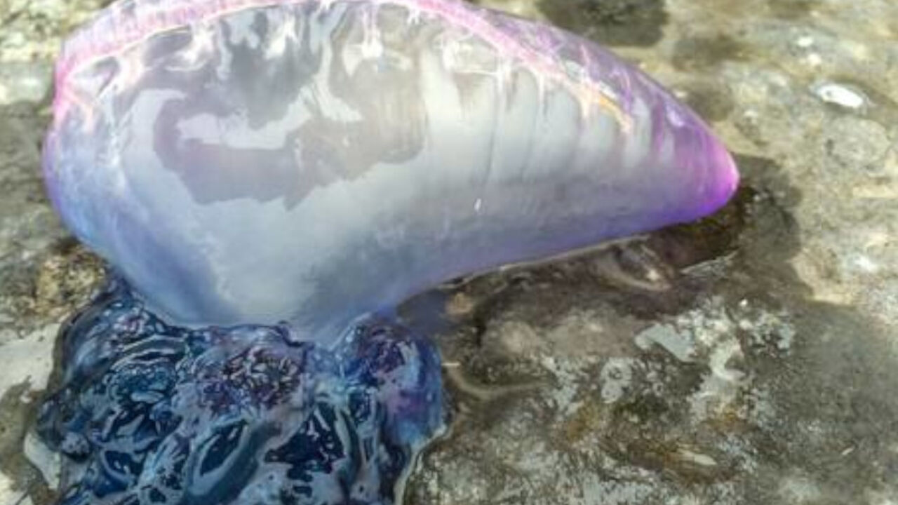 Meduza