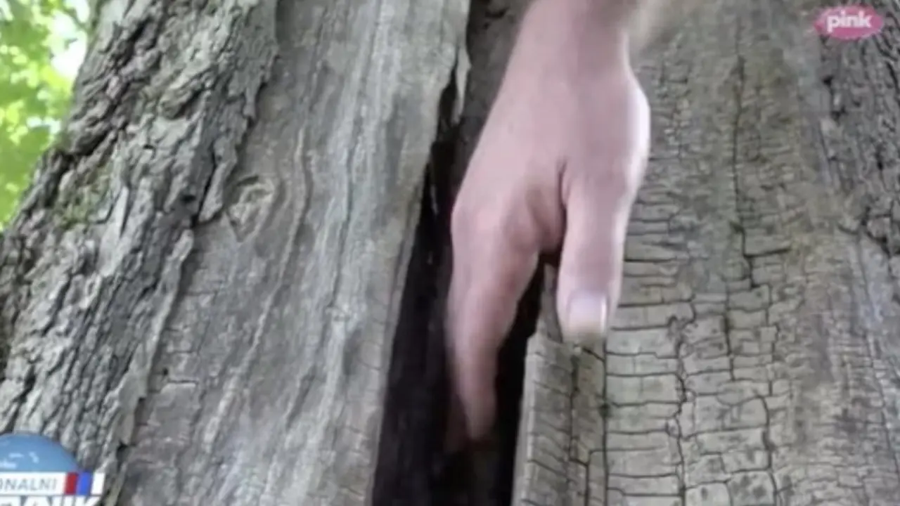 čudotvorno drvo