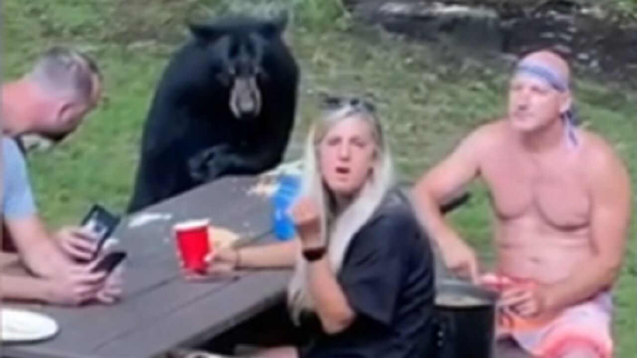 Medved na pikniku