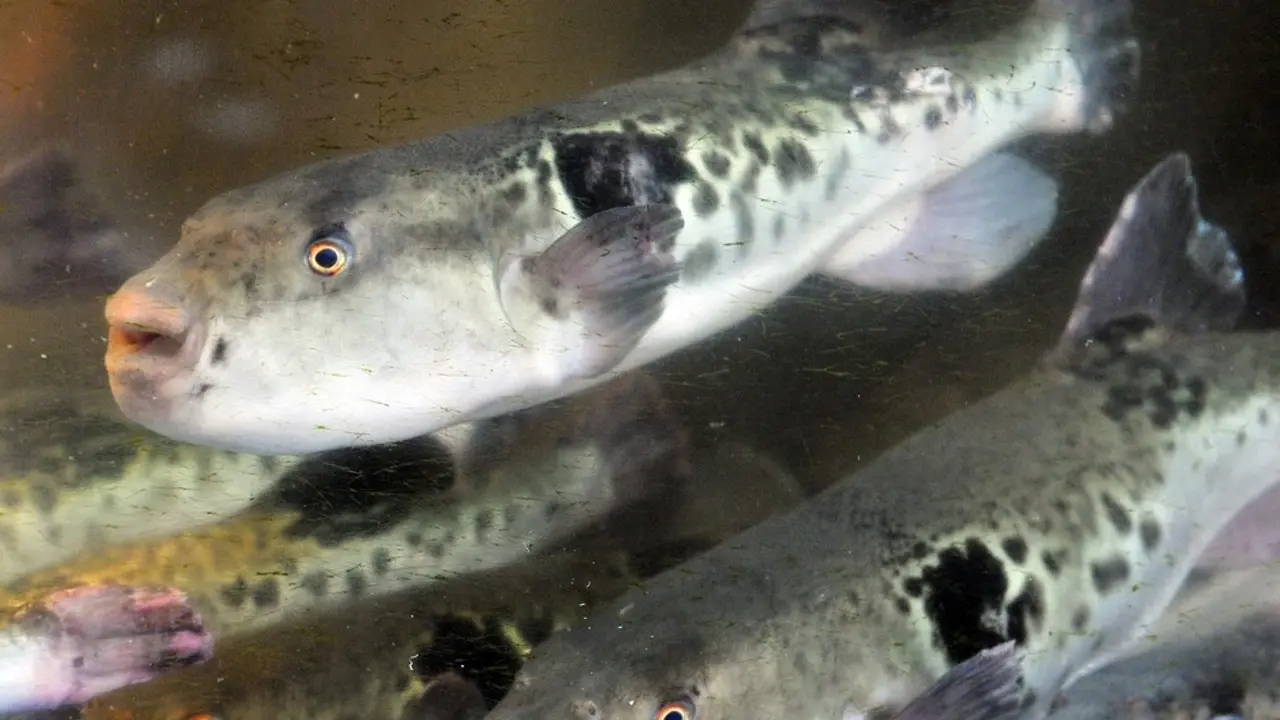 fugu riba