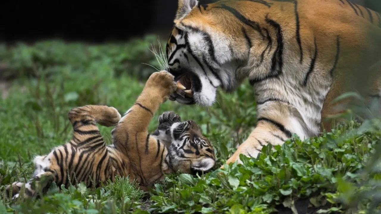 Tigar