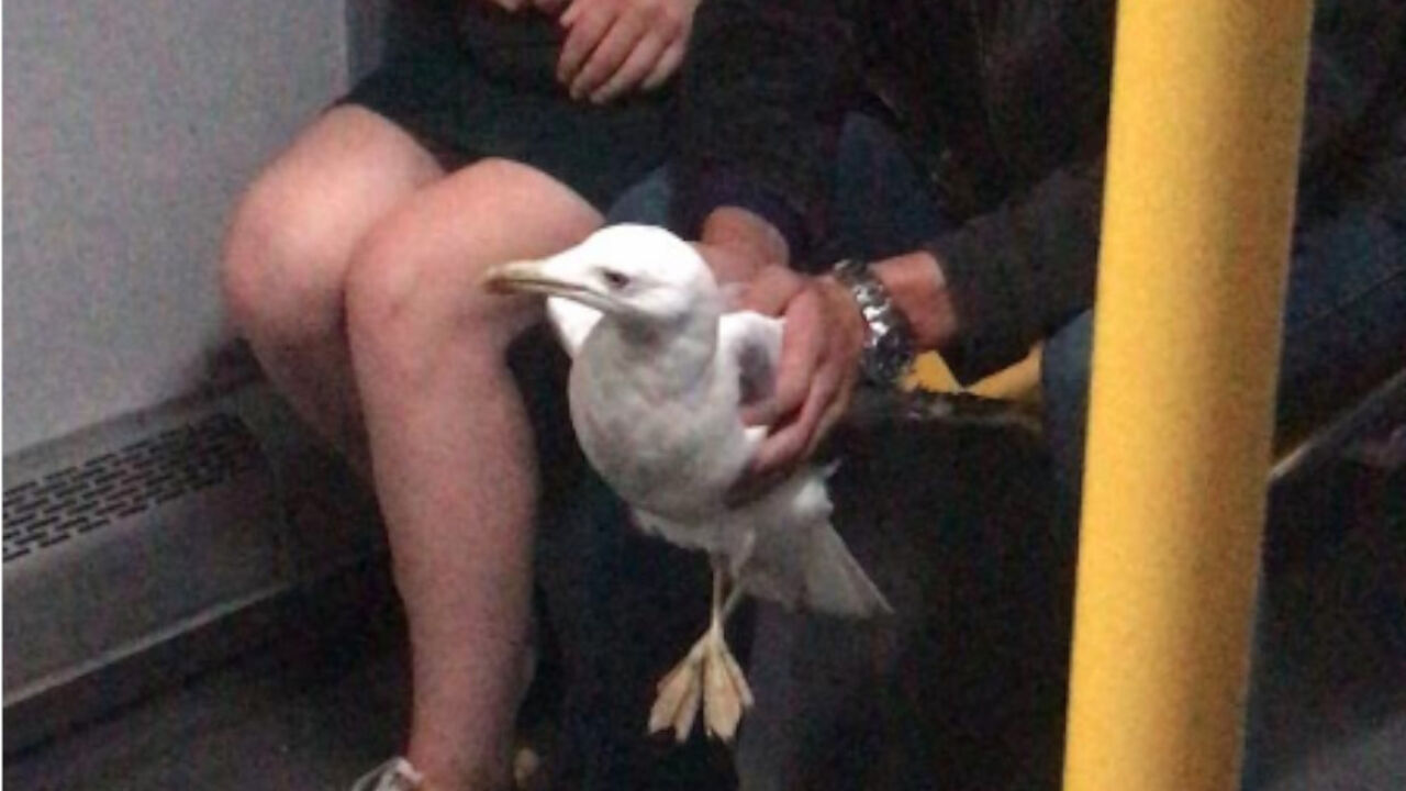 Galeb