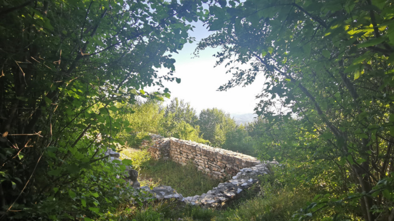 Šuma