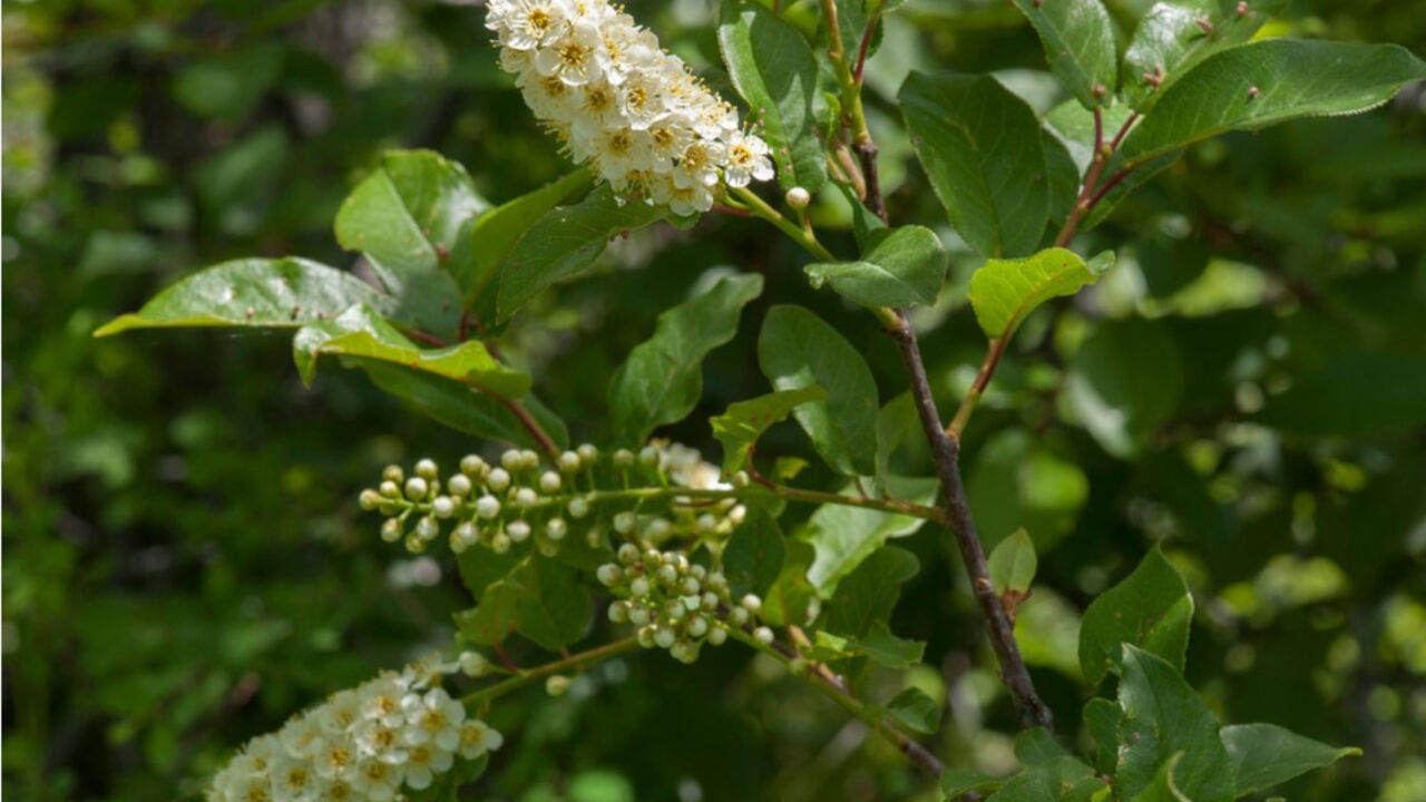 Aronija
