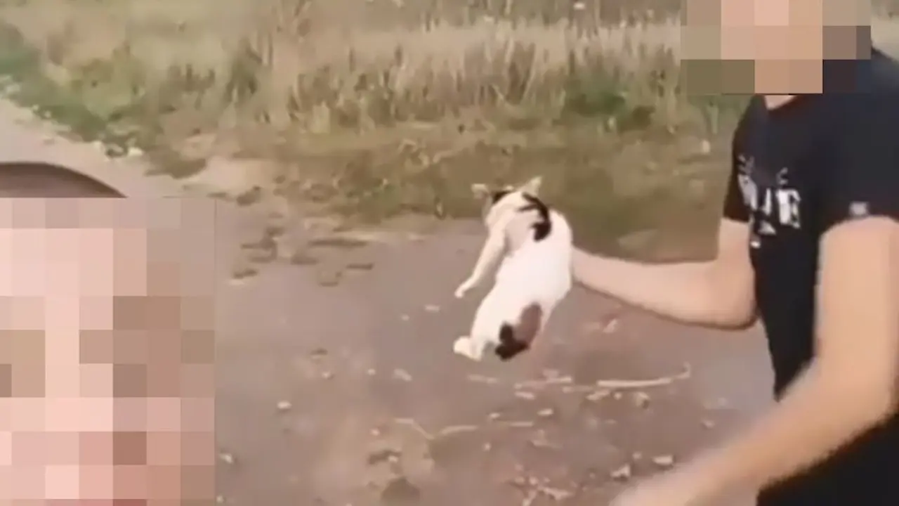 Mučenje mačke