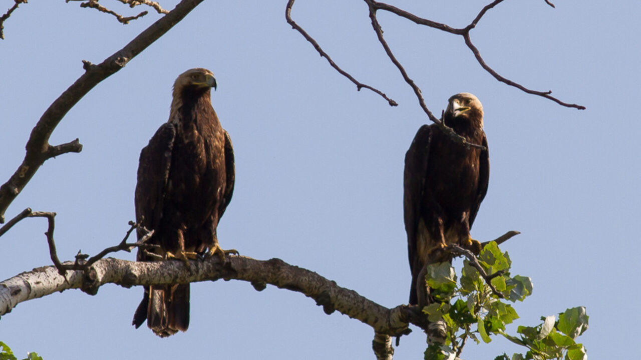 Orao krstaš