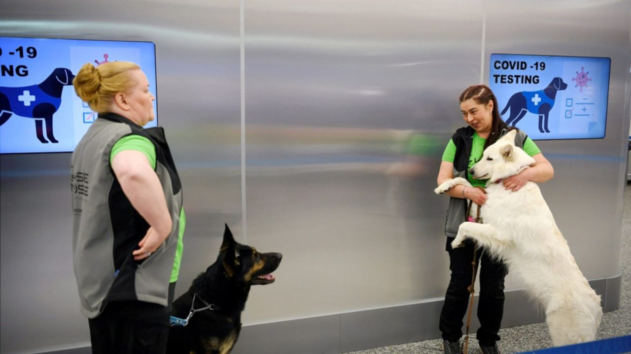 Pas, Testiranje na koronu