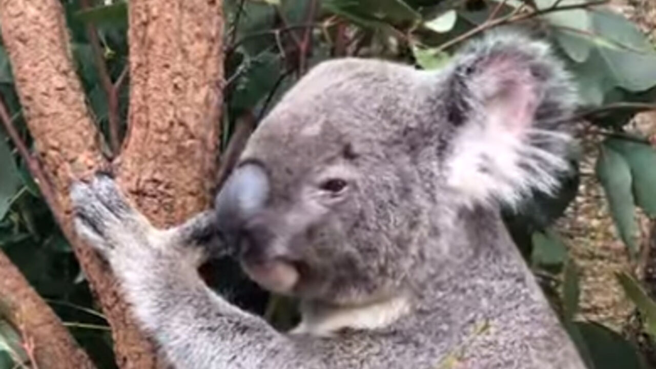 Koala