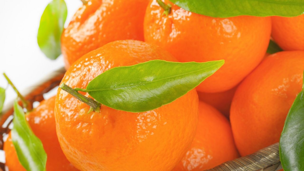 Mandarina