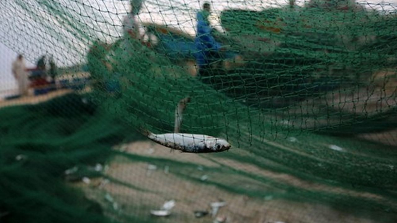 Ribar