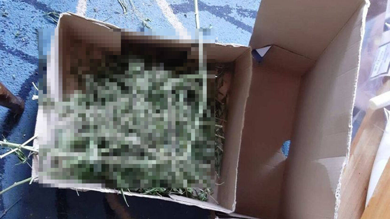 marihuana