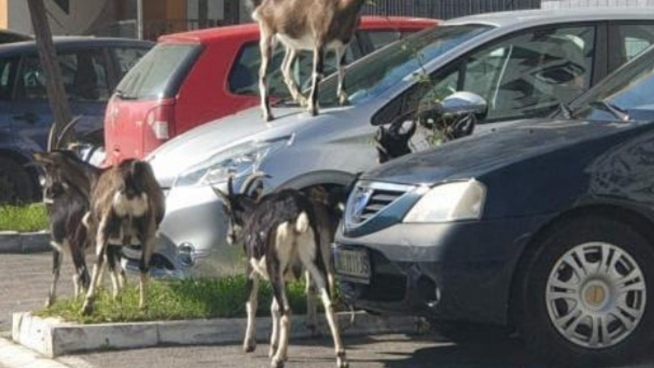 koze na ulici