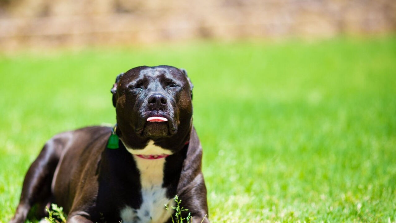 Pitbul