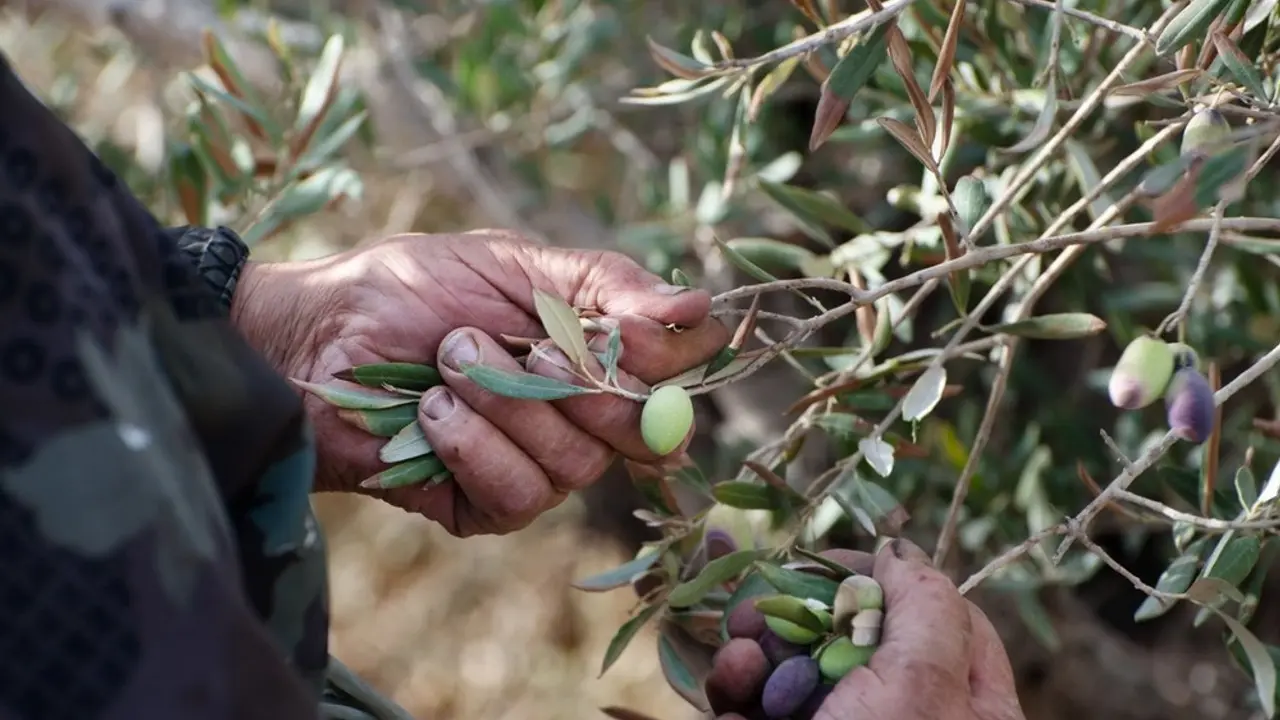 berba maslina