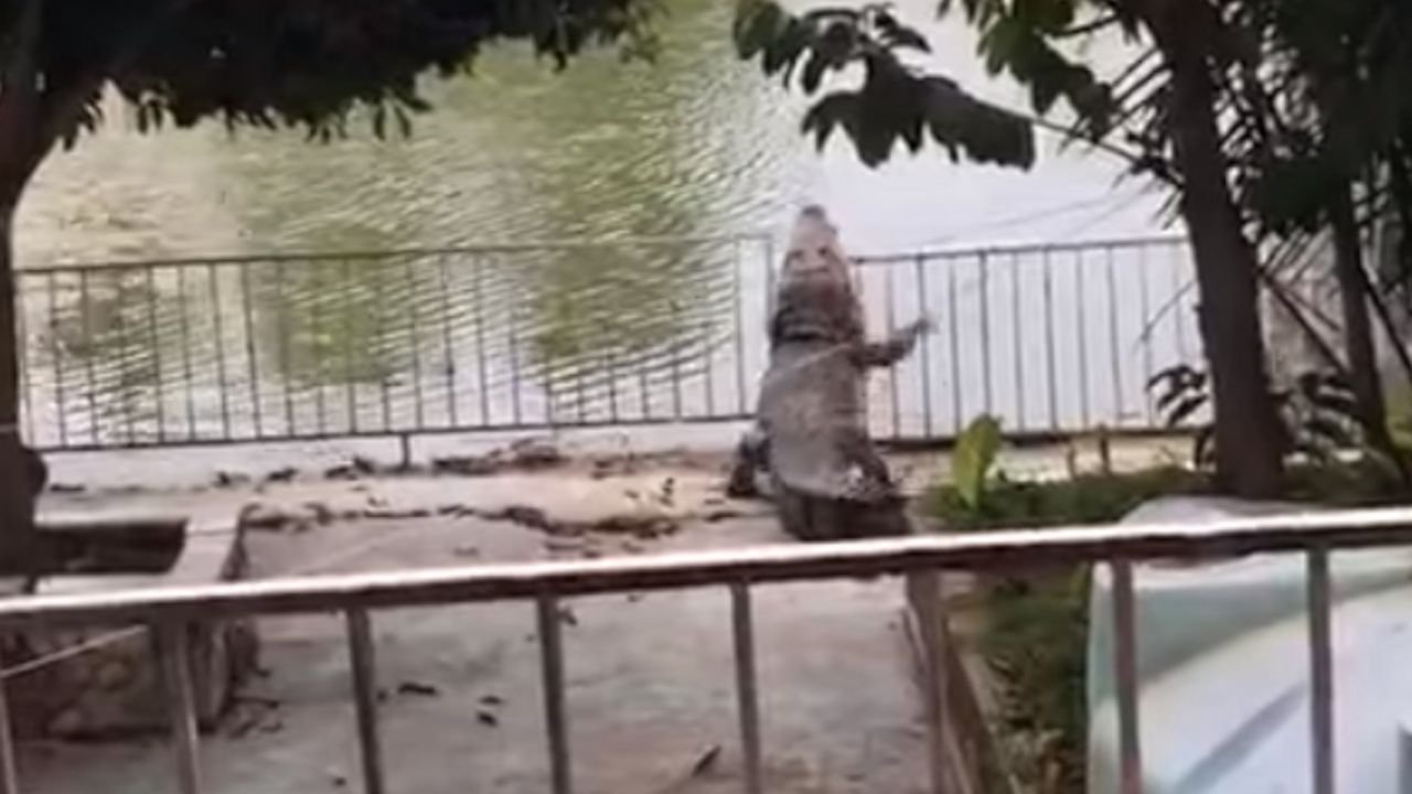 Krokodil na ulici