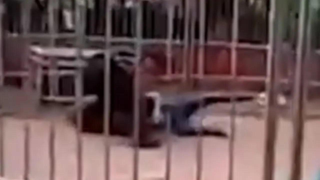 Cirkus tragedija