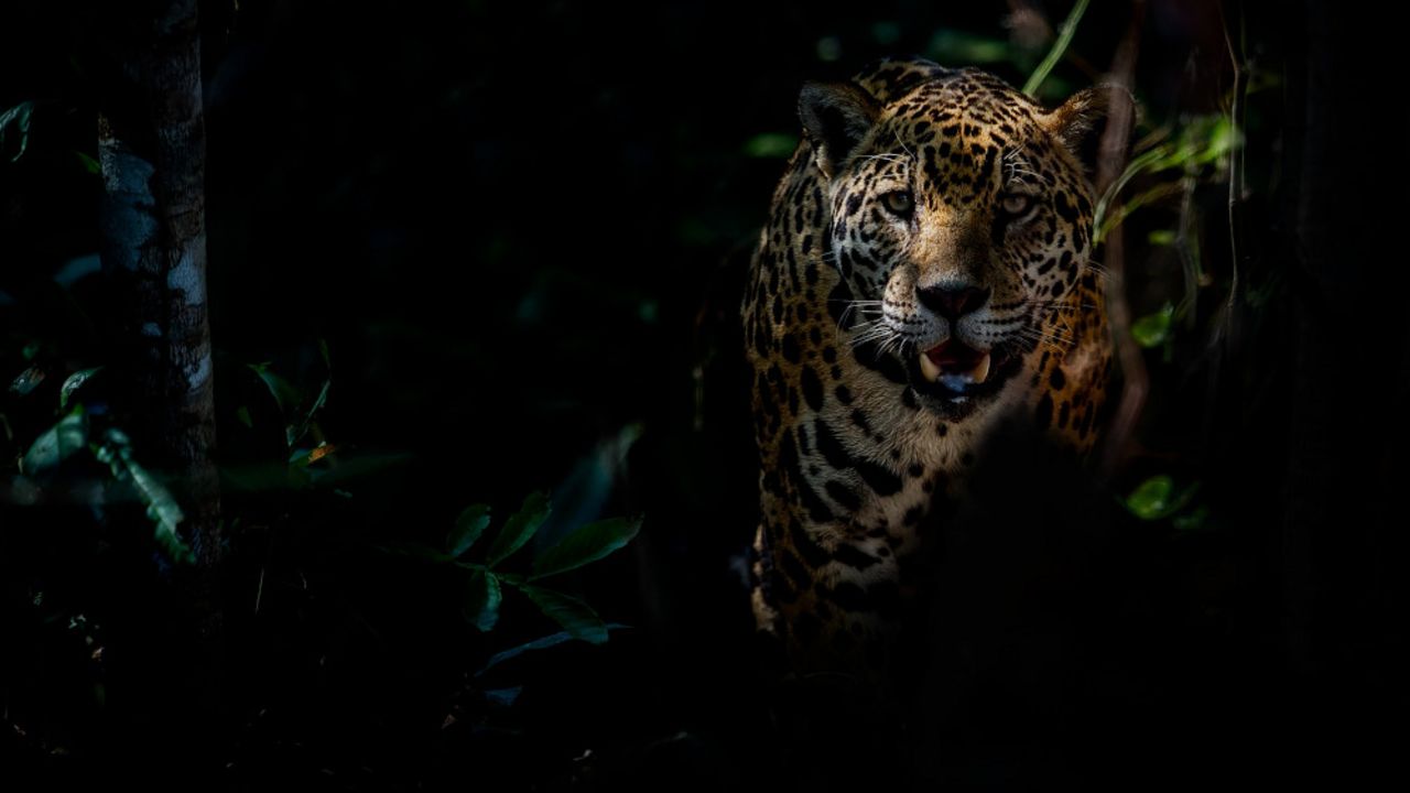 Jaguar