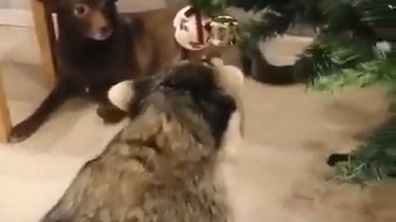 Rakun
