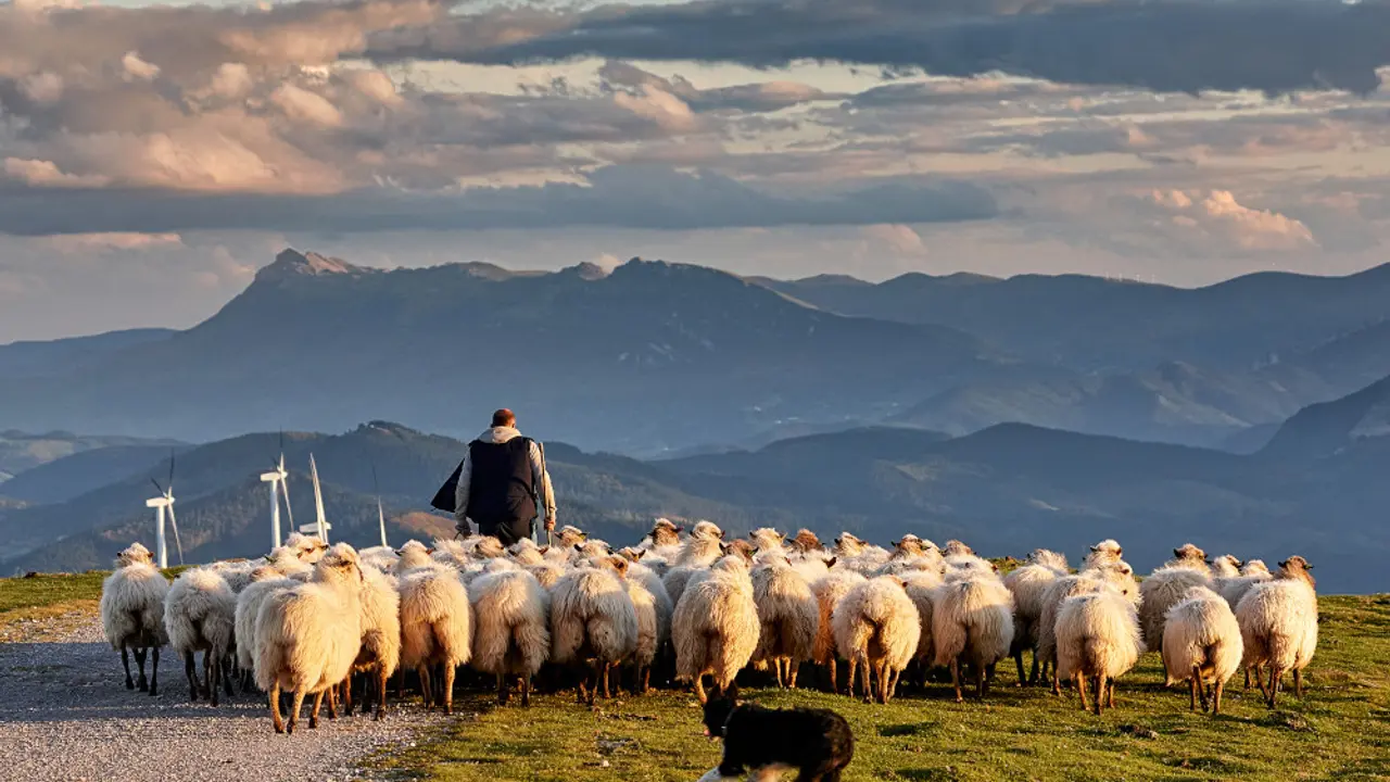 Čobanin, ovčar, pastir