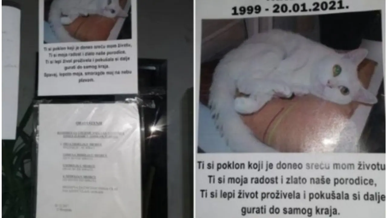 umrlica