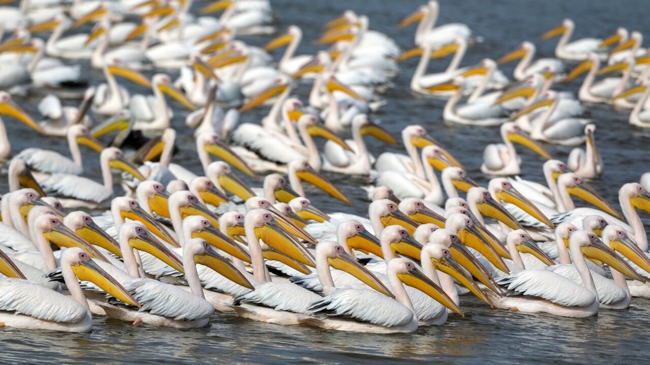 Pelikani