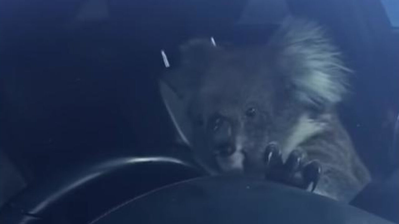 Koala
