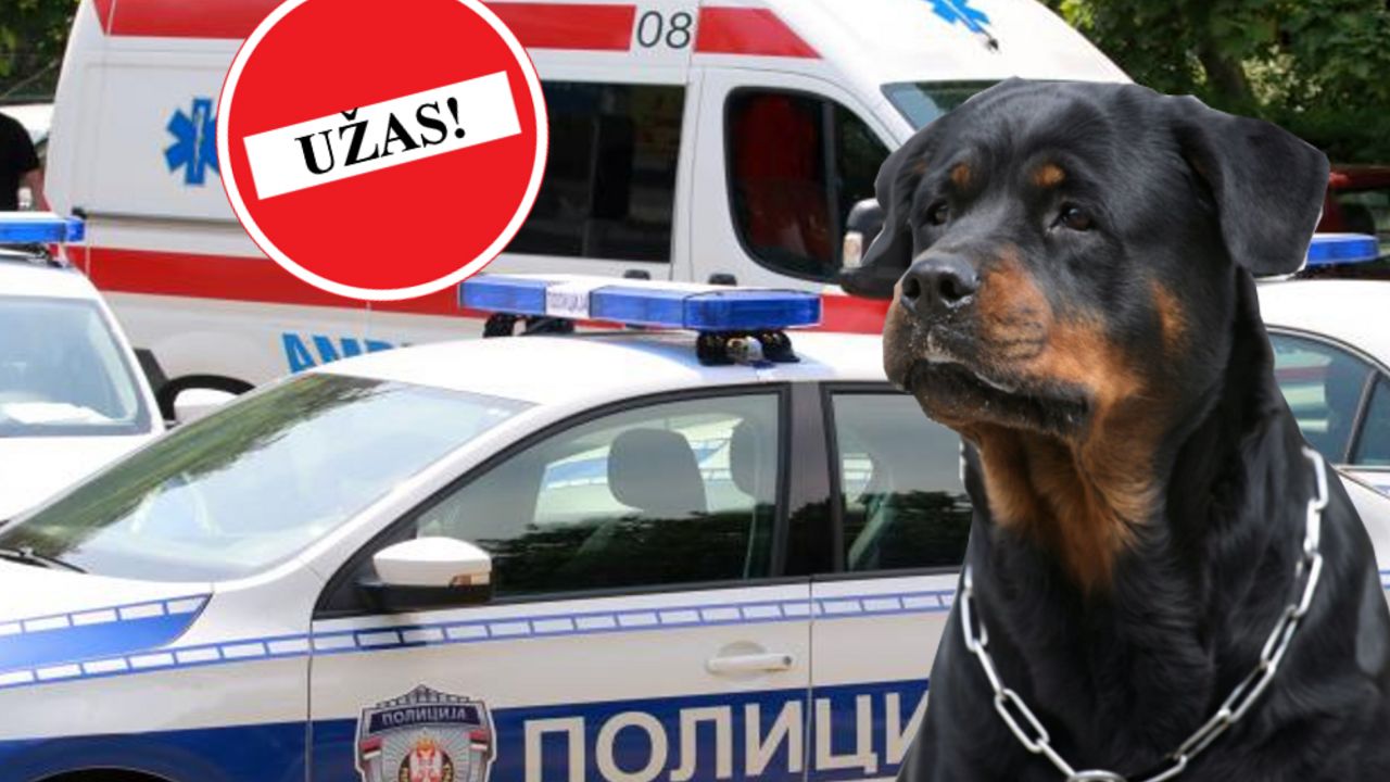 ROTVAJLER, UZAS, SENTA