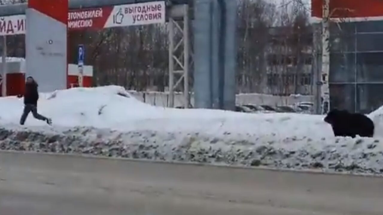 Medved juri čoveka u Rusiji