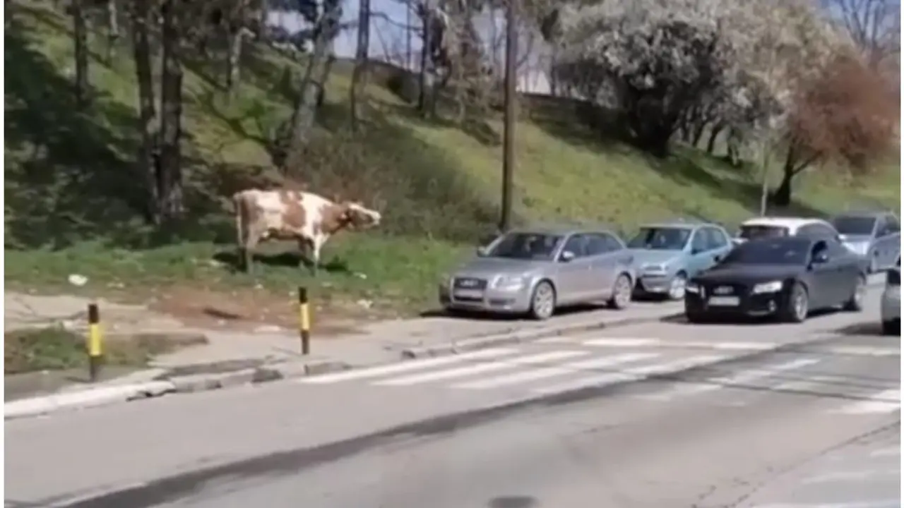Krava na Konjarniku