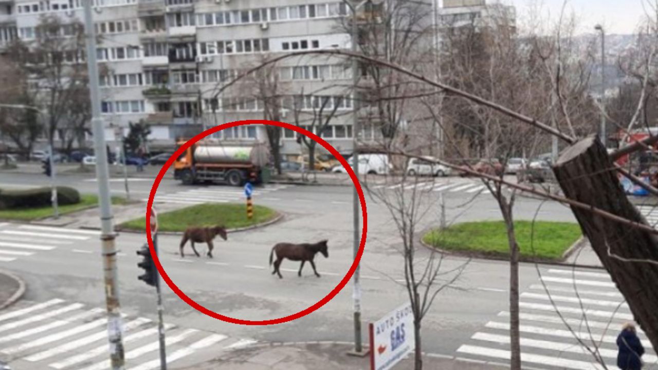 dva konja vrana