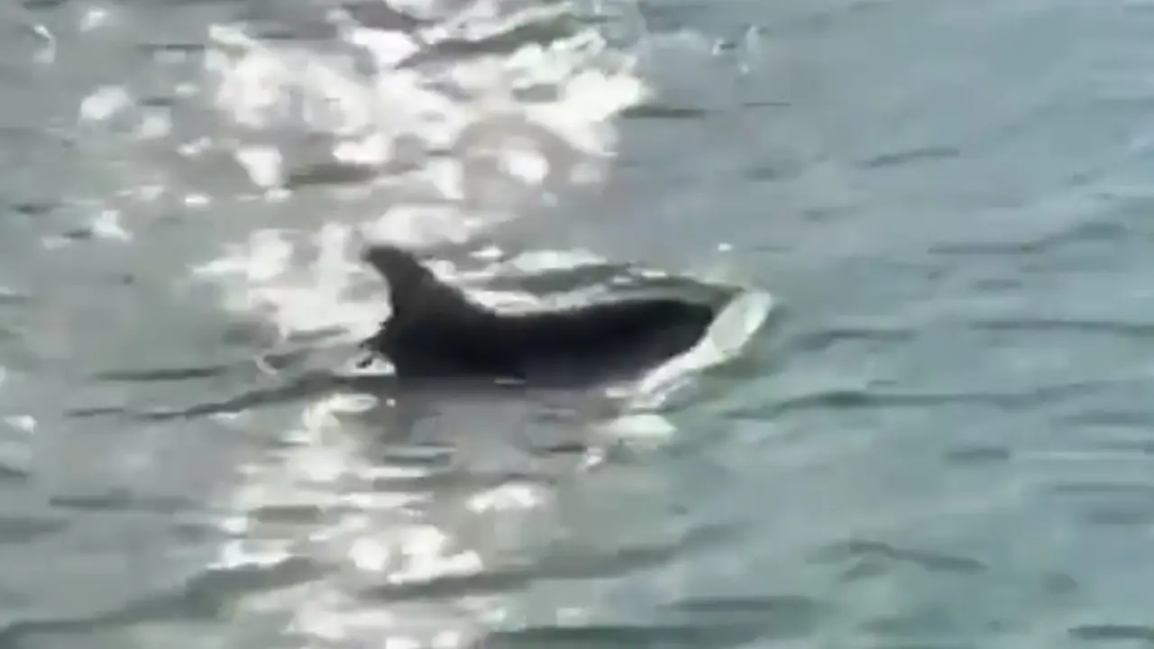 Delfini u Veneciji