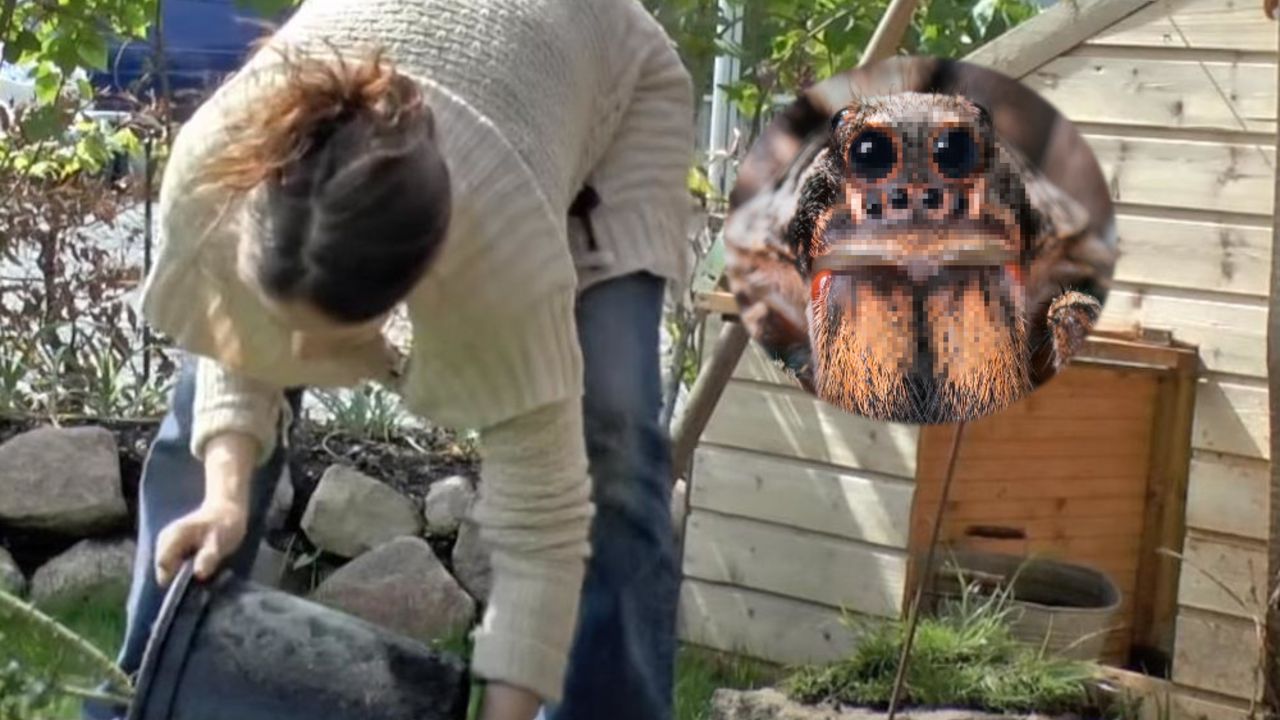 Žena i vuk pauk