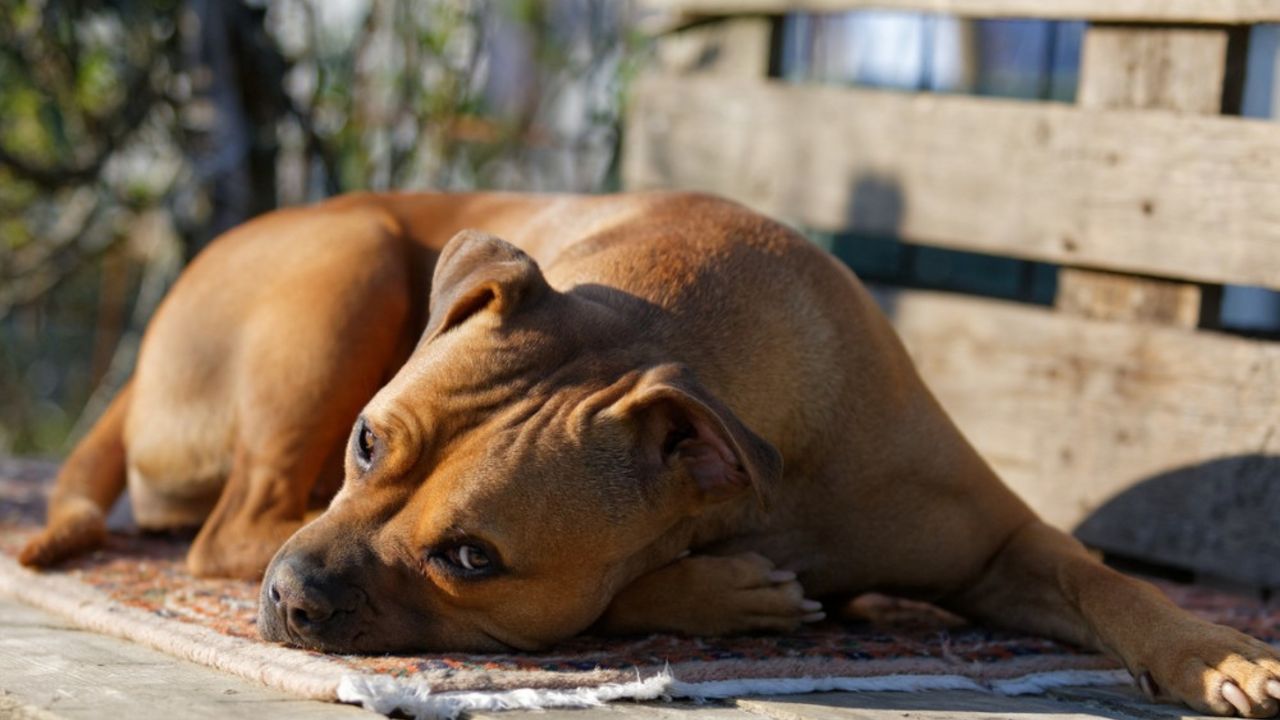 Pitbul