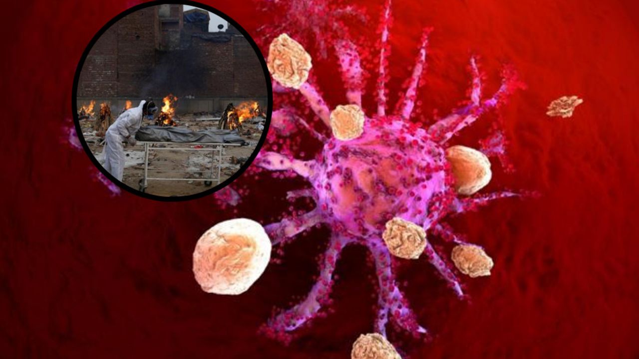 korona virus