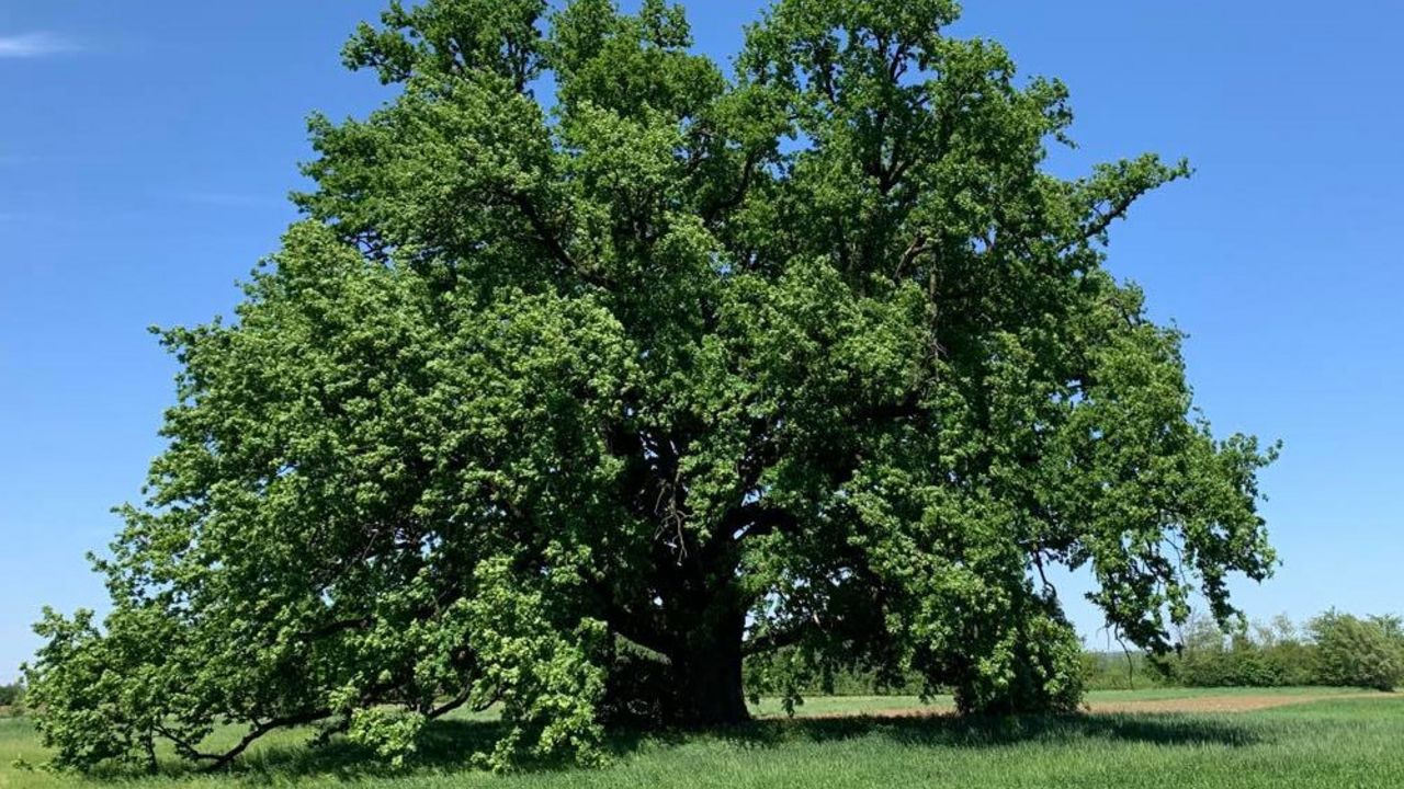 Dušan Marić