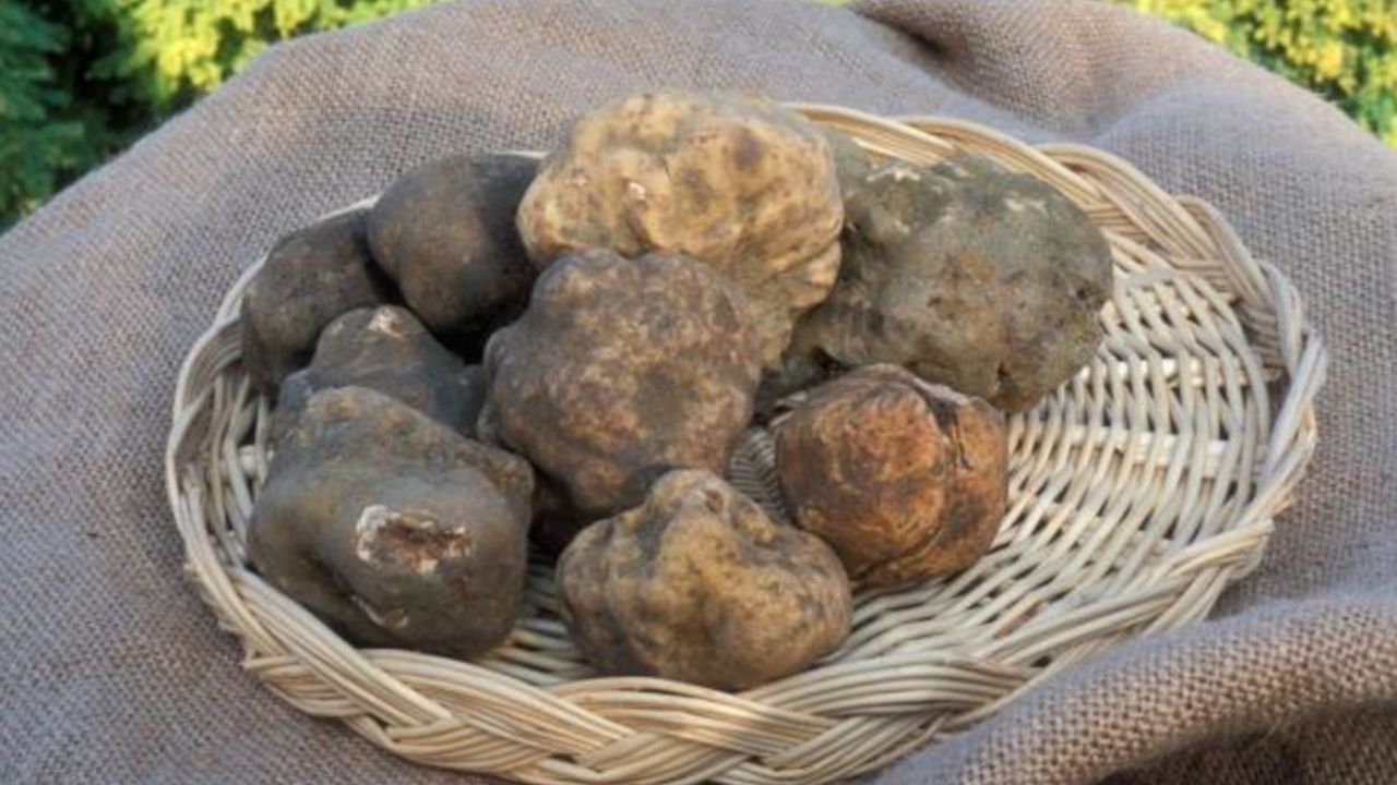 tartufi