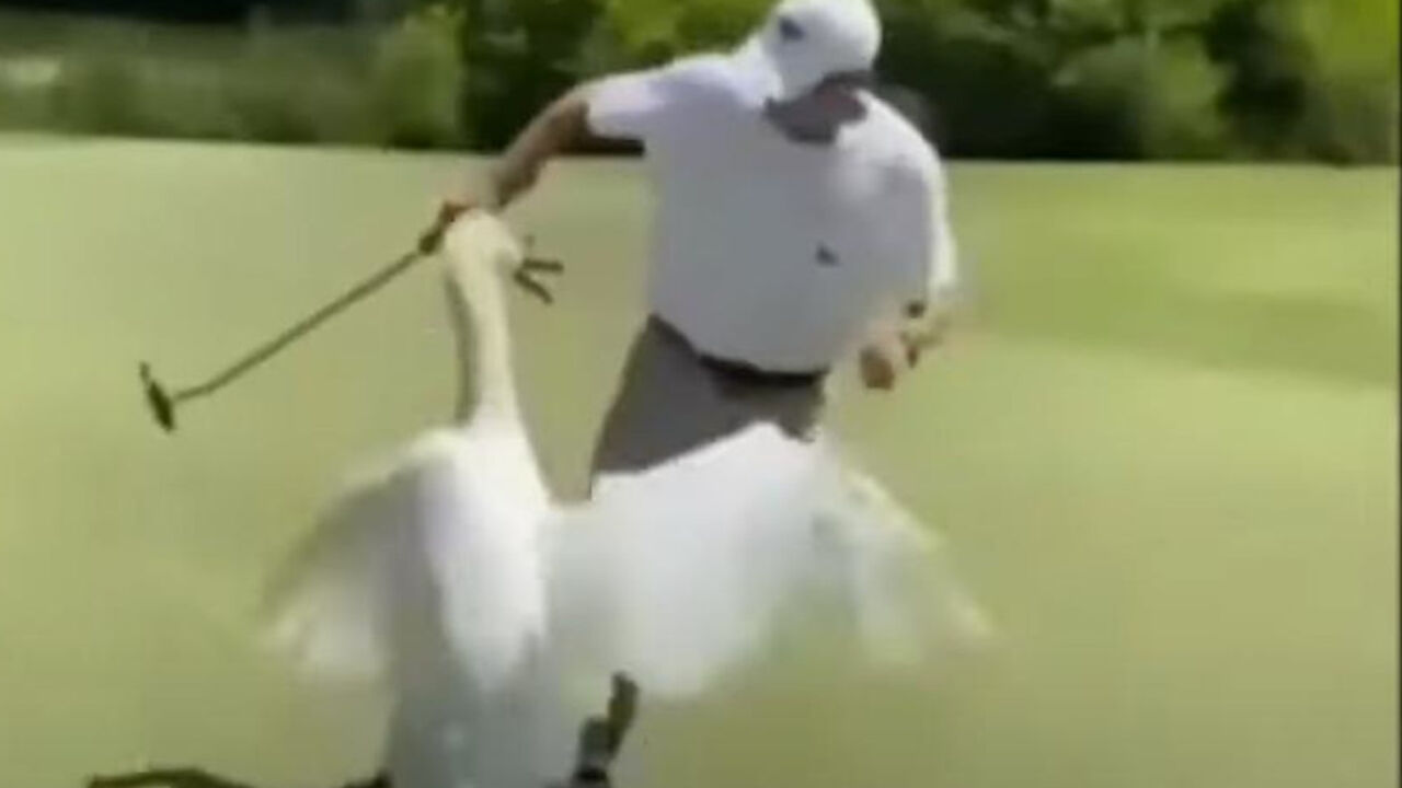 Labud i golfer