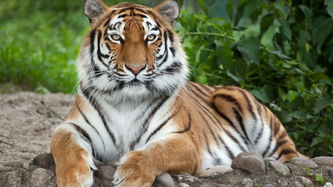 tigar