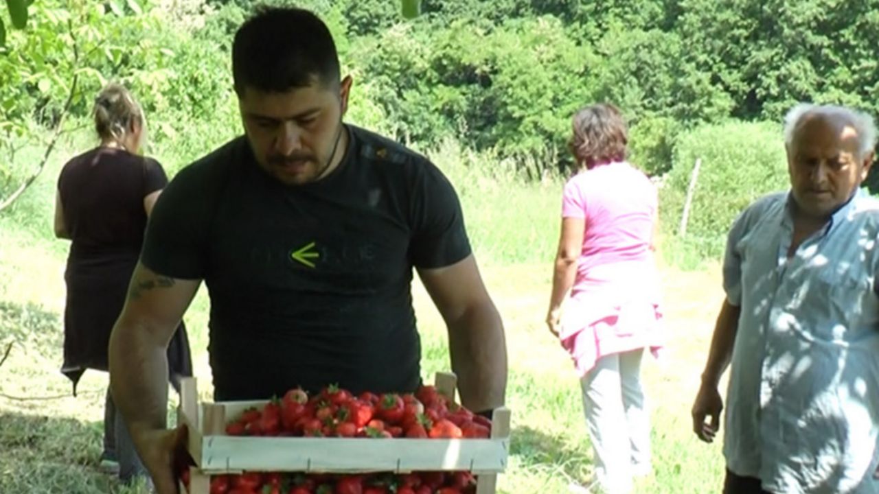 Đukići gaje jagodu na pola hektara