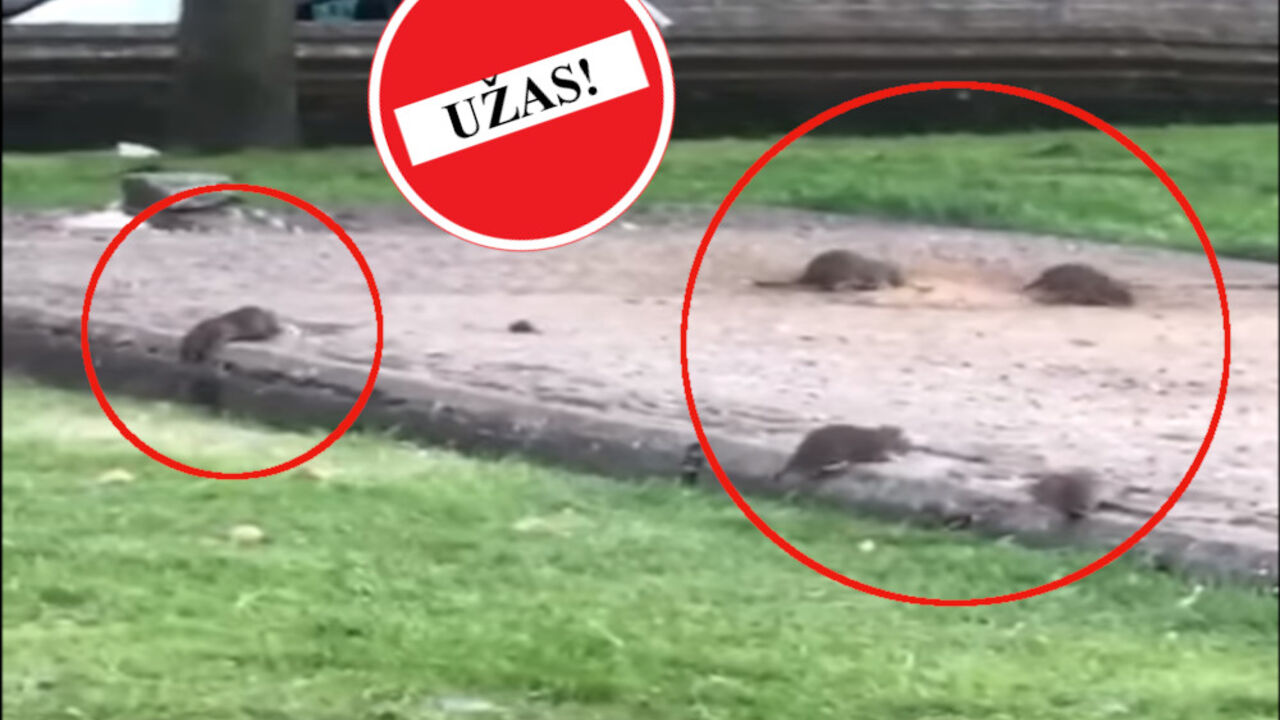 Pacovi u parku