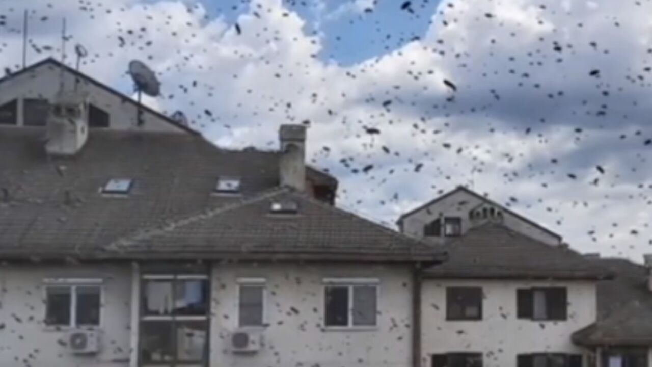 Bežanijska kosa