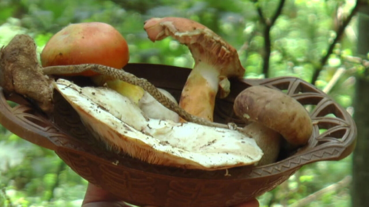 Berba pečuraka u punom jeku