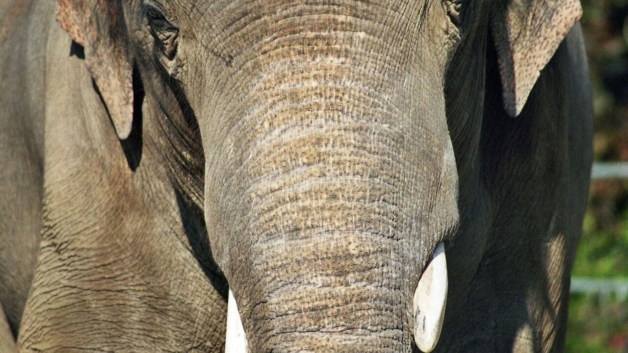 Slon