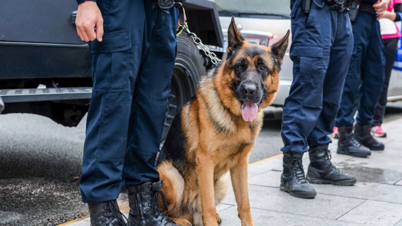 Policijski pas