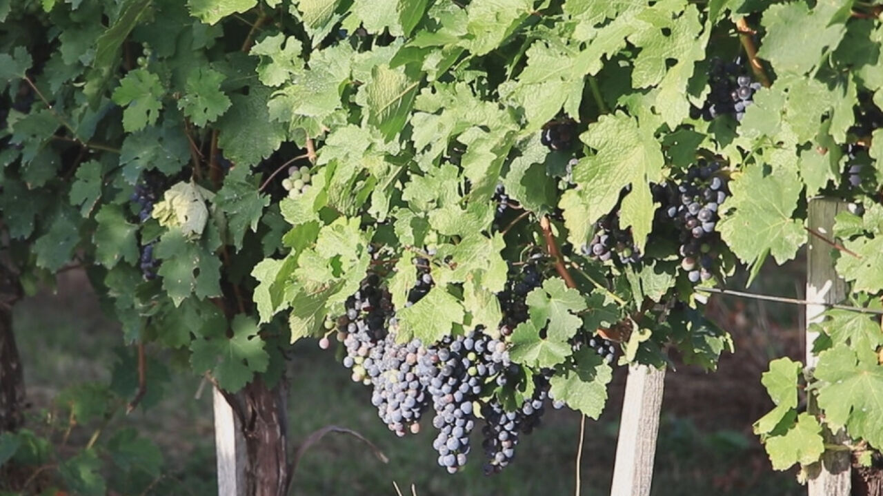 Vino