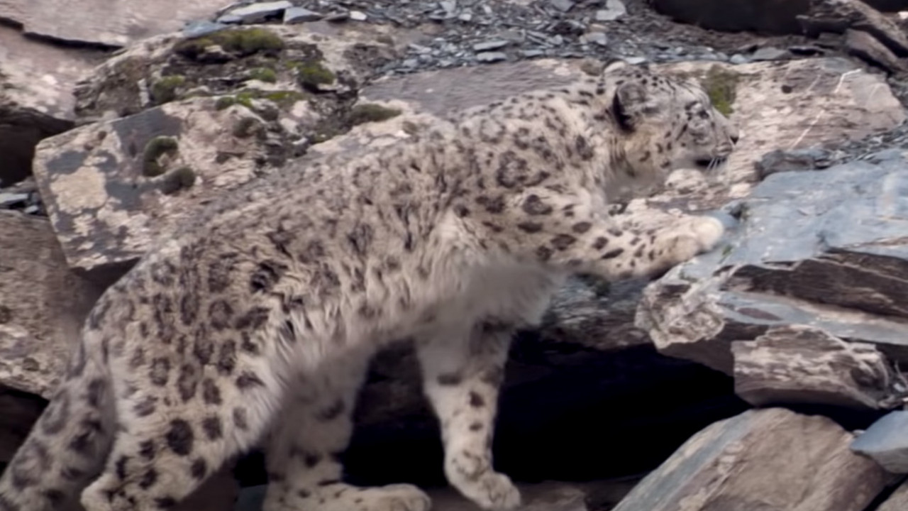 Snežni leopard