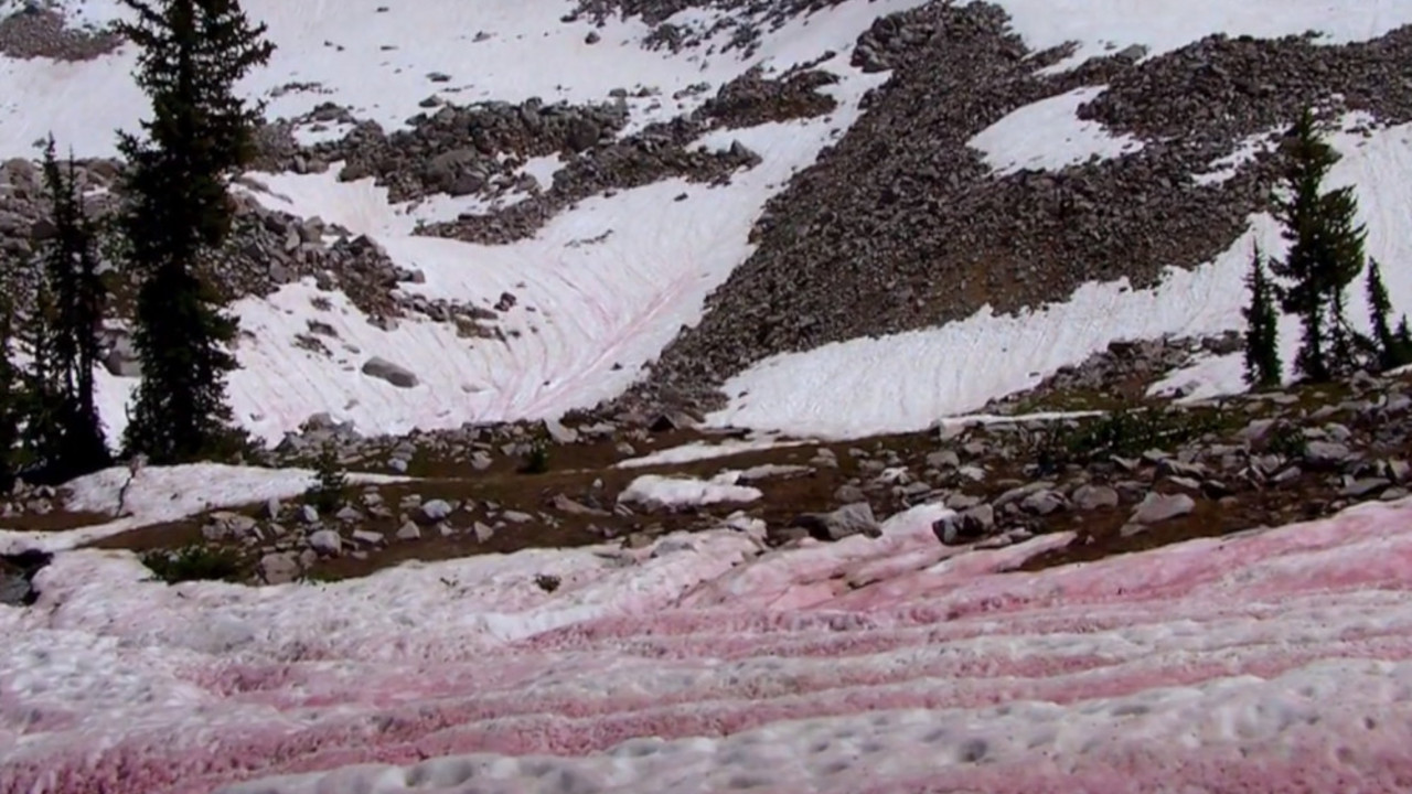 krvavi sneg na Alpima